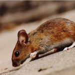 Ace Termite and Pest Solutions offers treatments for all types of pest infestations, including rodents