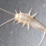 Treatment for all types of pest infestations, including silverfish, from Ace Termite and Pest Solutions