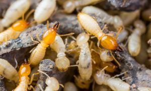 Ace Termite and Pest Solutions can solve all your termite infestation problems