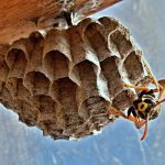 Treatments and services for wasp and bee infestations available from Ace Termite and Pest Solutions